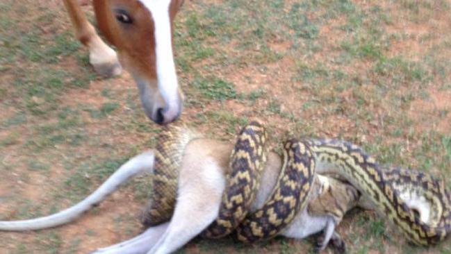 This python was snapped eating a wallaby at Kuranda on Sunday afternoon.