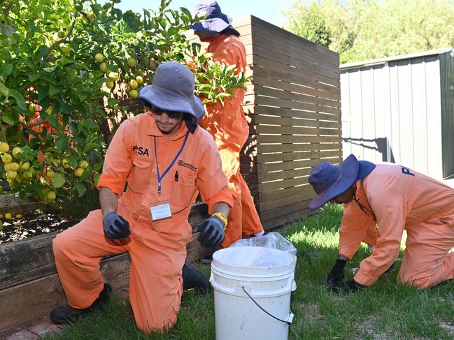 18/2/21. More than 1000 residents in Prospect and Stepney are being told to strip ripe fruit off their trees, to help stop the spread of fruit fly. PIRSA biosecurity officers in orange overalls are door-knocking offering residents assistance with the task - Joshua Dowsett  Picture: Keryn Stevens