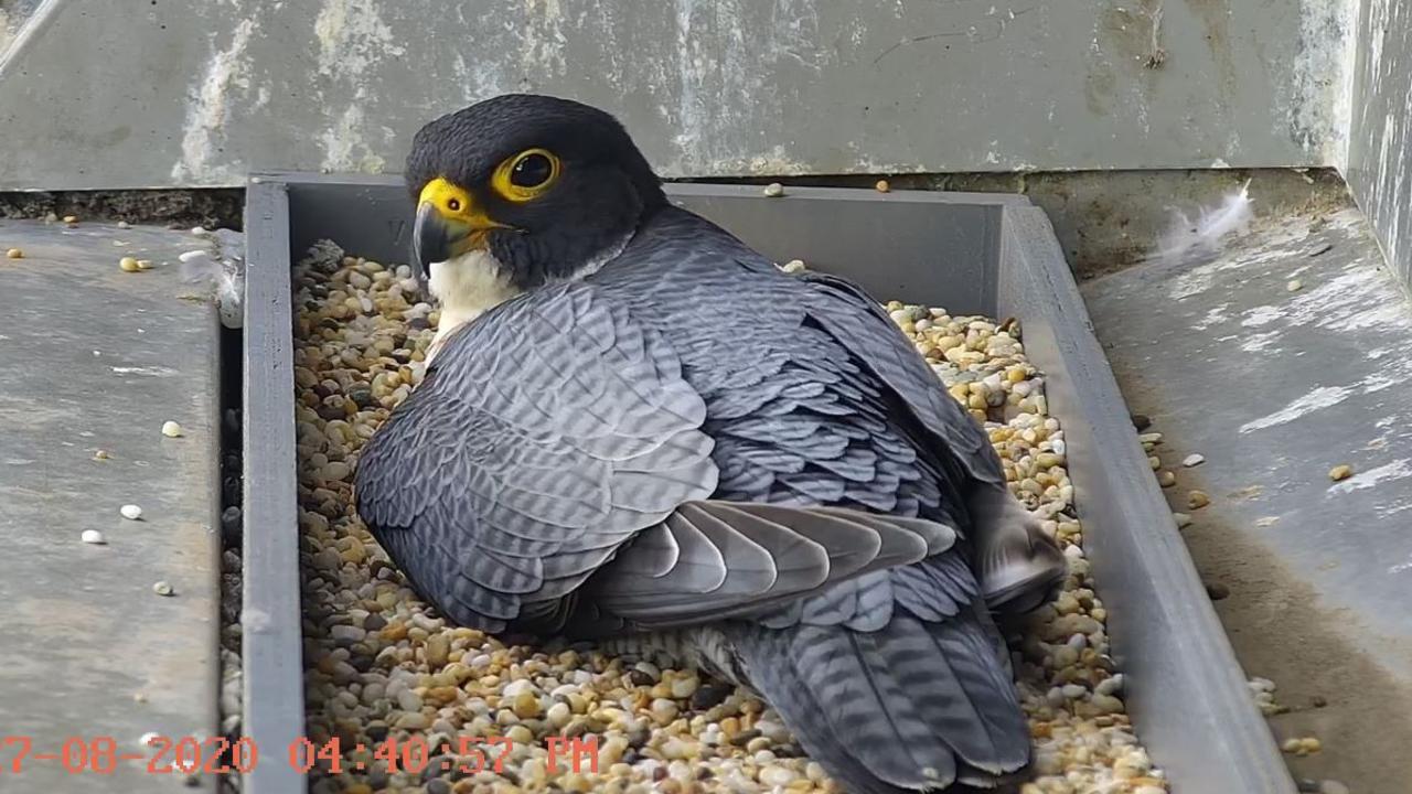 A screenshot of the live stream of the peregrine falcons’ nest on the edge of a skyscraper in Melbourne, Victoria. Picture: 367 Collins Street Falcons Live Stream