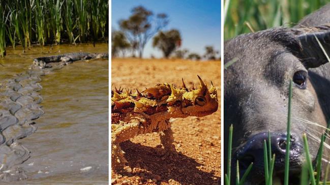 Vote now in the NT News' best wildlife photography poll.