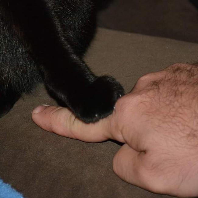 You don't pick them.... They pick you. My cat is a crazy, silly, run up the wall nut bag but entertainment plus!. International Cat Day. Reader pet photos. Picture: Samantha Francis