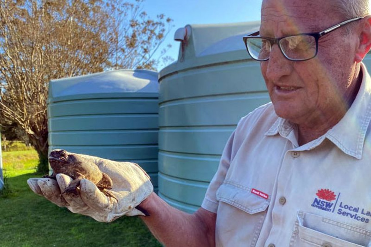 Almost 20 cane toads have been found just outside of Sydney.