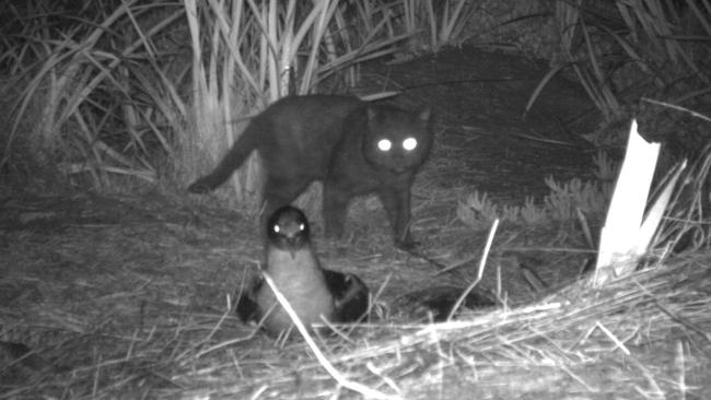 <s1>ENEMY AT LARGE: </s1>A cat is captured by night vision camera eyeing off a helpless shearwater.<source> Picture: BRUNY ISLAND CAT MANAGEMENT PROJECT</source>