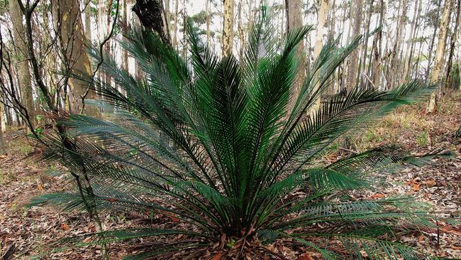 Architectural: cycads make striking garden plants