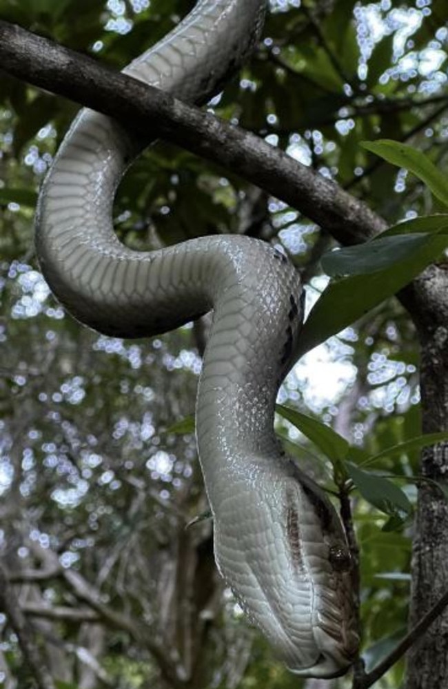 The incident has sparked concern about the unusually aggressive python, estimated to be 2.5m in length, with other visitors sharing their own encounters on social media. Picture: Joel Herrington