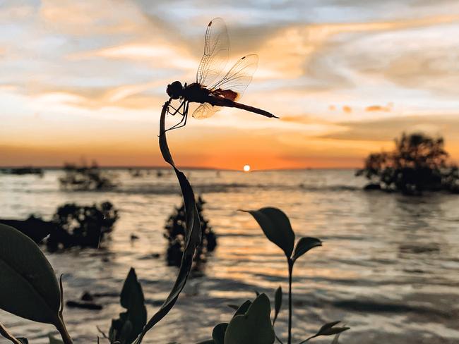 Kate Dinning snapped a gorgeous dragonfly as the whispers of the dry season begin to get louder.