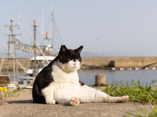 The Big Boss Cat. Picture: Kenichi Morinaga/Comedy Pets