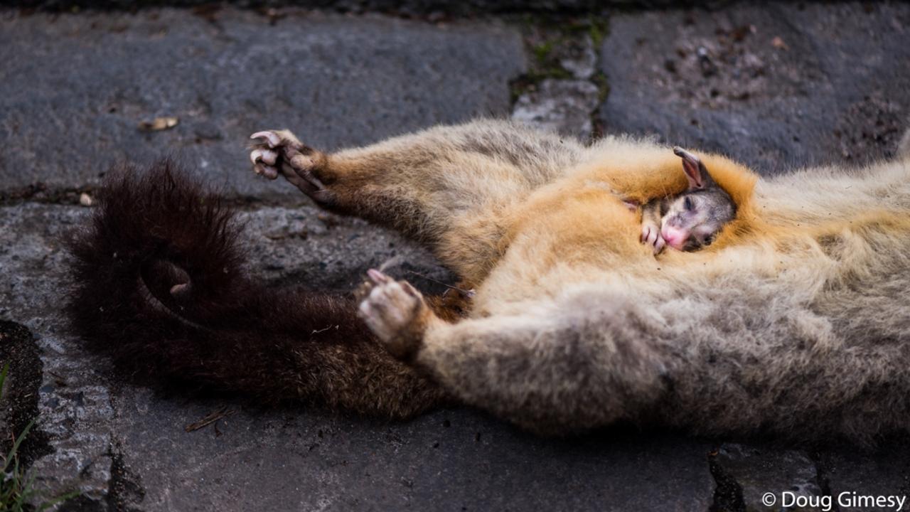 This photo shows a joey that was found alive in its dead mother’s pouch in Melbourne. Picture: Doug Gimesy/2020 Australian Geographic Nature Photographer of the Year Awards