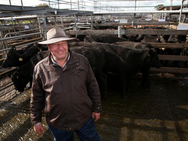 David Oldfield purchased heifers for re-stocking at the Warrnambool store sale. Picture: Andy Rogers