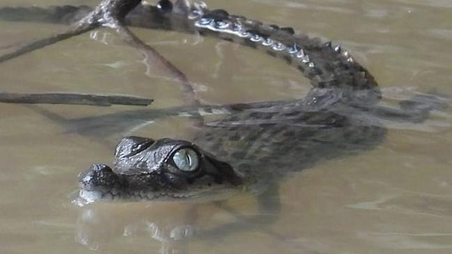 Born and raised Territorian Rodney Fischer caught incredible footage of a crocodile hatchling in King River. He said there were about a dozen in the area. Picture: Rodney Fischer