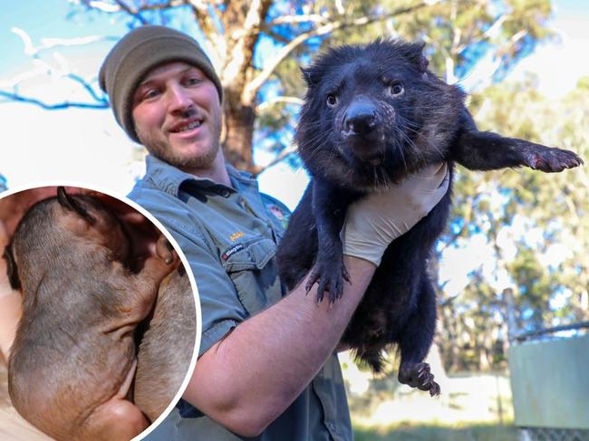 Aussie Ark Wildlife Ranger Adam Mowbray with one of the proud devil mums.