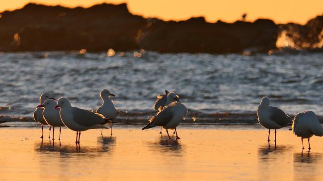 Seagulls at Hearnes Lake, Woolgoolga.