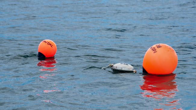 The drumlines are designed to be less harmful to other wildlife compared to the shark nets. Picture: Supplied