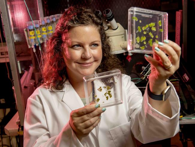 4/3/22 - Adelaide scientist Associate Professor Jenny Mortimer with samples of locally found Ãduck weedÃ which she is studying to turn into food for the future at Waite Campus. Picture: Naomi Jellicoe