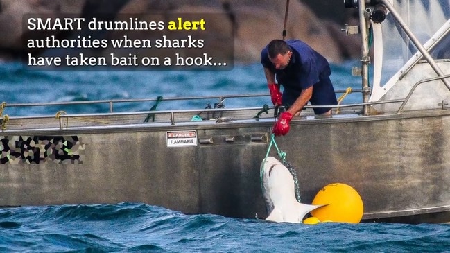 Queensland to trial 'SMART' shark drumlines