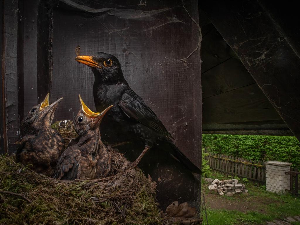 Runner up in the camera traps category. This stunning photo of a Eurasian blackbird raising its young was captured by remote trigger at a cottage in the Czech Republic. Picture: Igor Mikula/Nature TTL