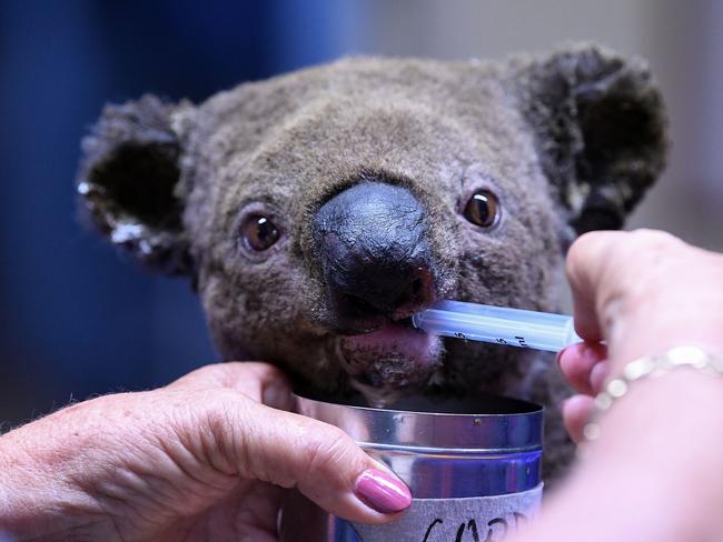 A dehydrated and injured Koala receiving treatment at the Port Macquarie Koala Hospital in Port Macquarie. Picture: Saeed Khan/AFP