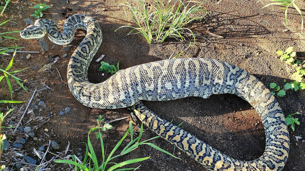 A five foot carpet python, found curled up in a Middle Ridge home with a full belly, has been released.