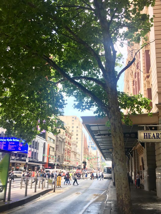 A London plane tree in central Melbourne.