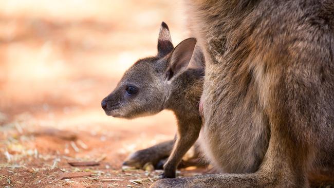 A dusty scene, a kangaroo joey hangs from the pouch of the mother