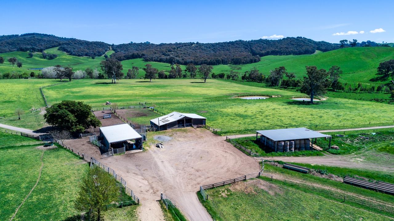 Anvil Angus for sale.