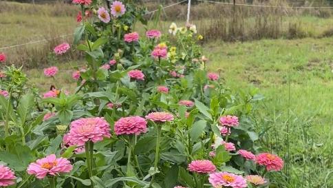 Belinda and Megan Jones run Flora Joy Florist and Gifts where they have started a new venture of picking your own flowers and arranging them. Picture: Christine Schindler