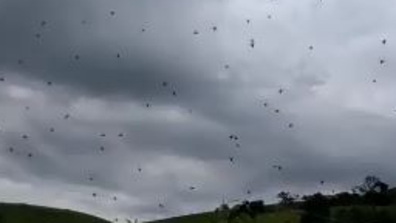 Australia: where spiders rain down from the sky - video report, World news