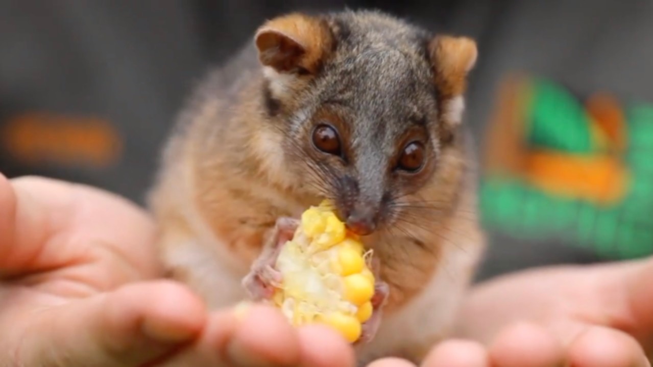 Adorable Ringtail Possum Munches on Corn