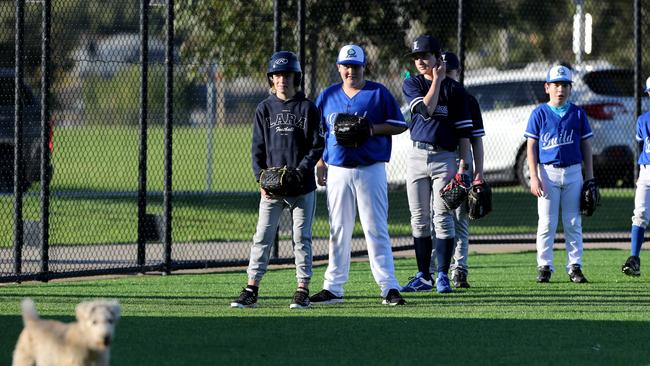 Junior baseball spread - Deakin Blues v Guild-Lara.  Picture: Mike Dugdale