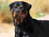 Dog shot after viciously attacking owner
