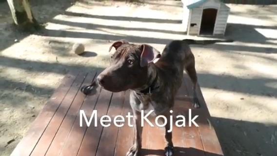 Kojak the neglected, bald dog