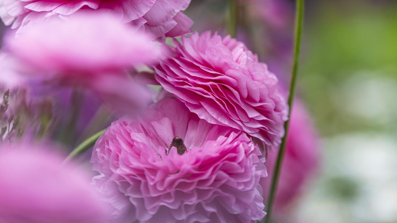 Italian ranunculus growing in the garden of The Chronicle Garden Competition 2024 City Grand Champion Tiffany Wicks Thursday, September 19, 2024. Picture: Kevin Farmer