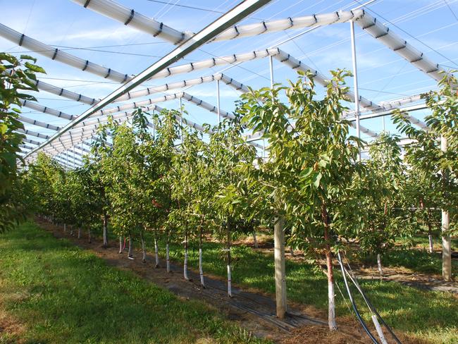 Ceravolo Orchards is building a retractable roofing system for its cherry orchards - example of retractable roof from Canadian manufacturer Crado