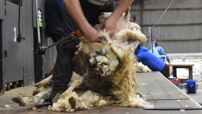 Sheep shearing has been a popular event at the show for a long time.