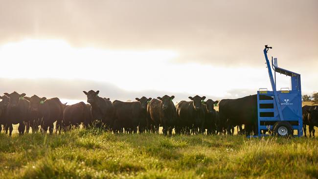 An Optiweigh mobile scale in a paddock with an Angus herd.