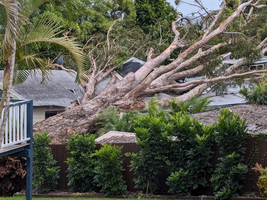 A large tree fell on the Coolum house overnight. Picture: Facebook