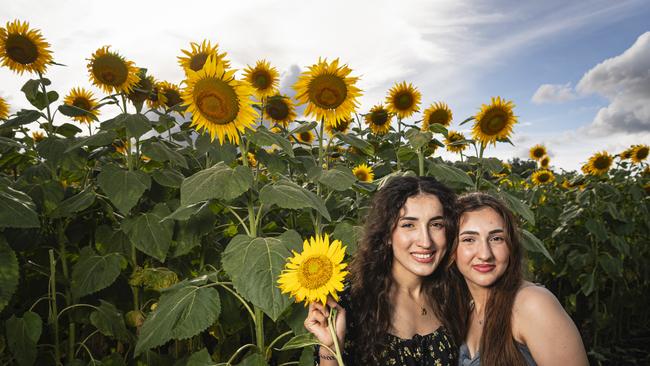 Sisters Sameeha (left) and Mya Taha at Lilyvale Flower Farm picking sunflowers, Saturday, February 1, 2025. Picture: Kevin Farmer