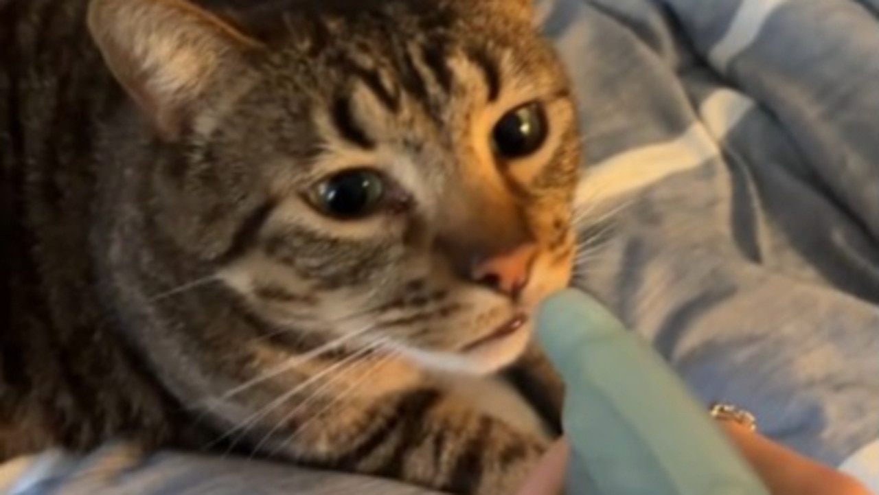 One video shows a person spraying water directly at their cat. Picture: TikTok