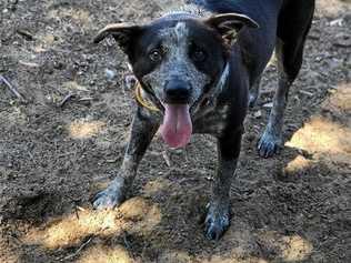 Dondi is pet of the week at Coffs Harbour RSPCA shelter. Picture: Contributed