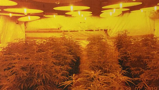 Cannabis and evidence found at a grow house in Beulah Park. Picture: Courts