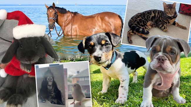 Dozens of animals have been entered in the search for Victoria's cutest pet of 2023.