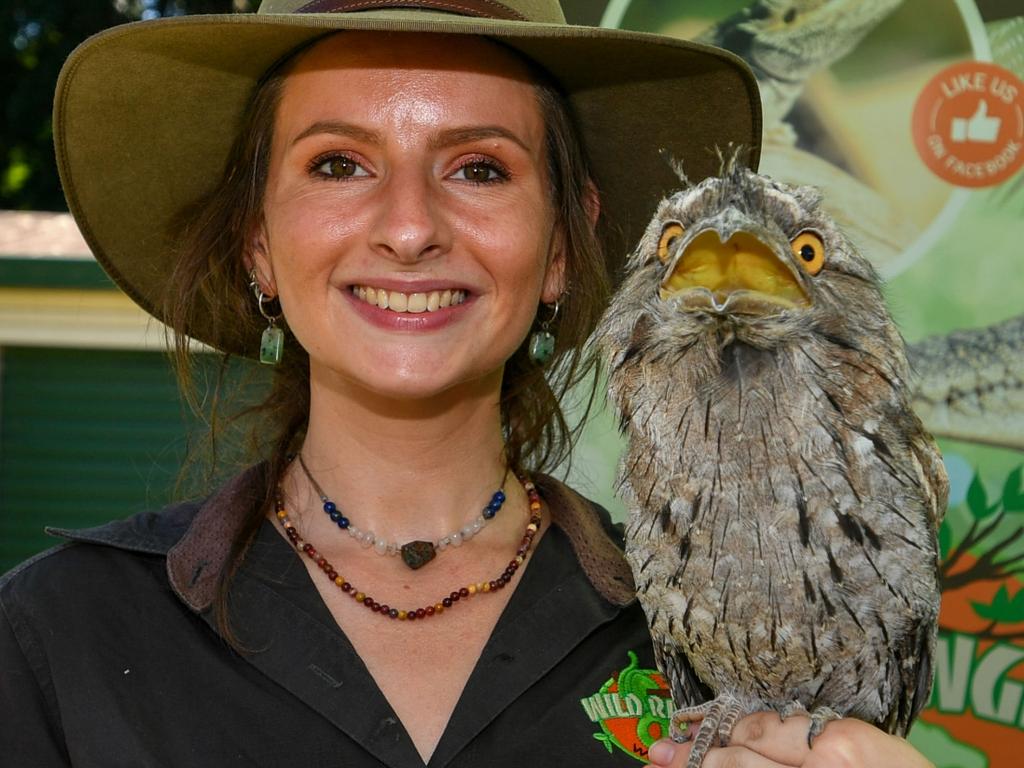 Australia Day celebrations: Indy from Wild Rangers Animal Show with a Tawney Frogmouth at the Lismore City Bowlo.