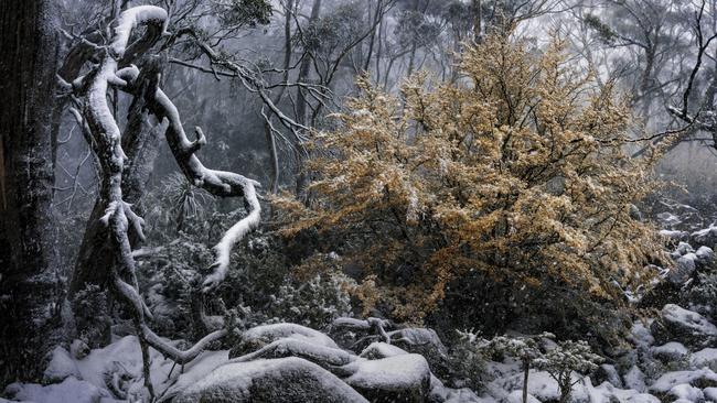 Aurum, Benjamin Alldridge. Landscape category.