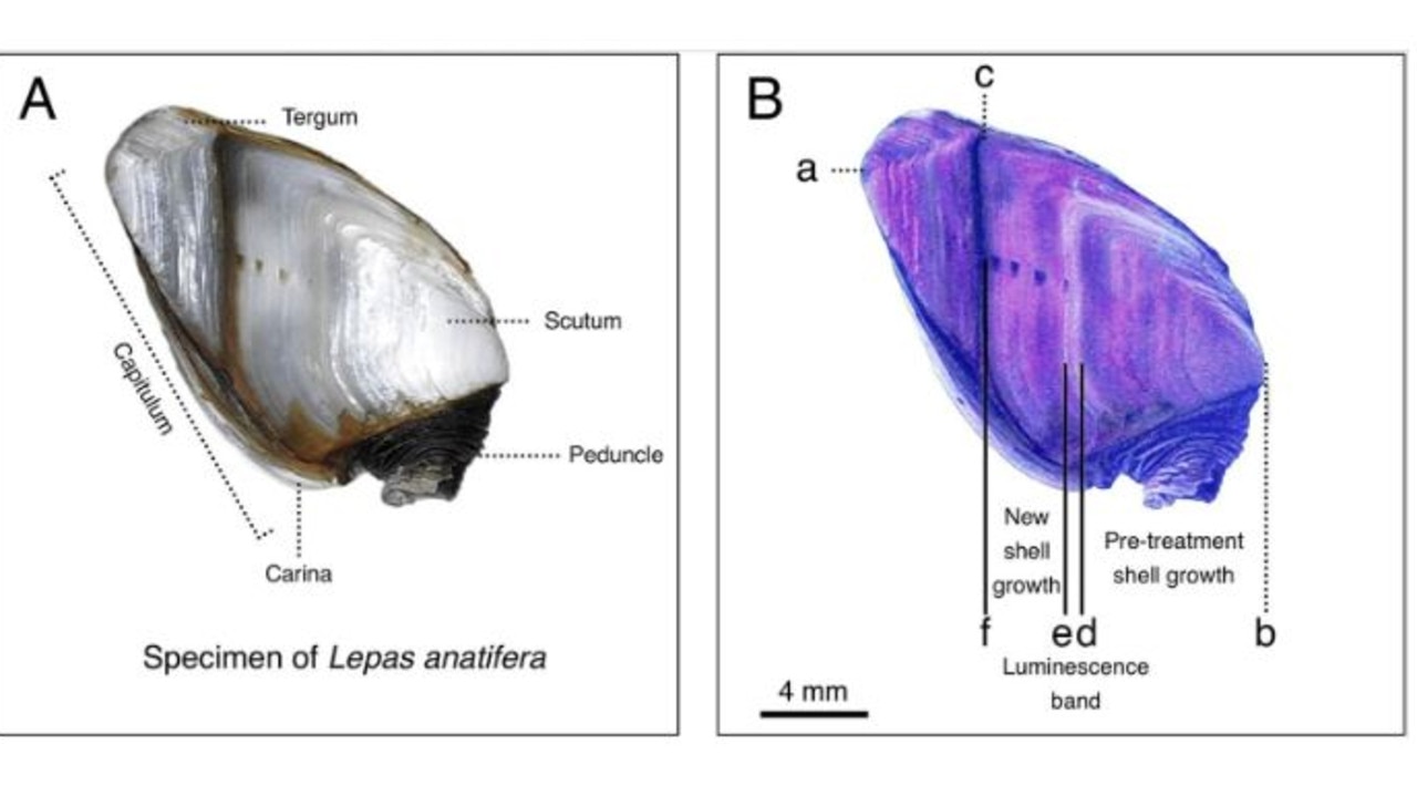 A) Juvenile Lepas anatifera barnacle showing anatomical parts referenced in the manuscript, and B) the same shell under ultraviolet light.