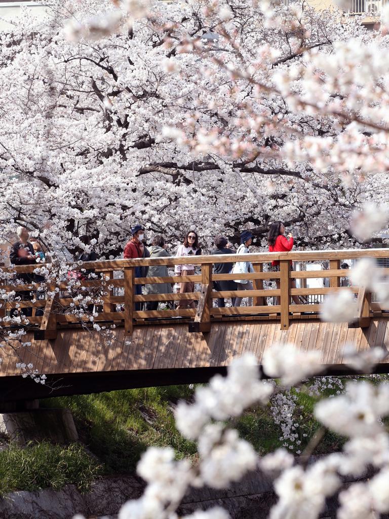 People enjoy illuminated cherry blossoms at Yamazakigawa River on March 26, 2018 in Nagoya, Aichi, Japan. Picture: Getty Images