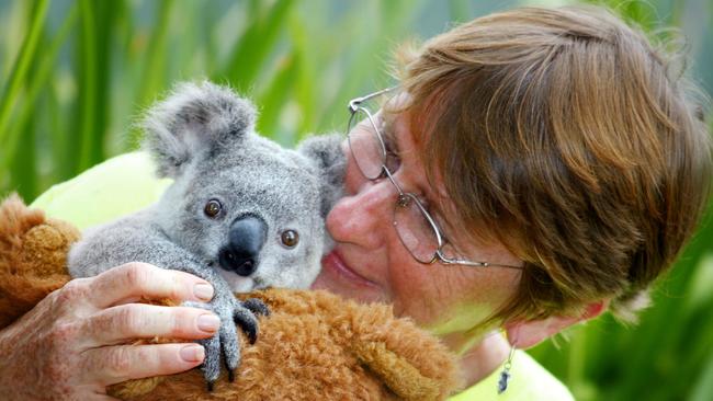 Rescued koala Burman holds on to his teddy bear, with Koala conservationist Vanda Grabowski. Photo supplied.