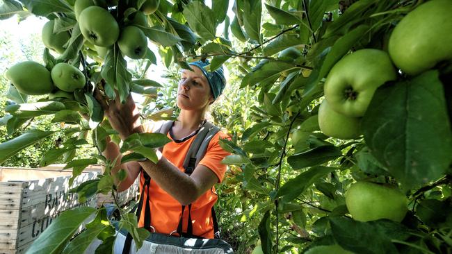 Backpackers have typically been hired to pick fruit in the Goulburn Valley. Picture: Luis Enrique Ascui