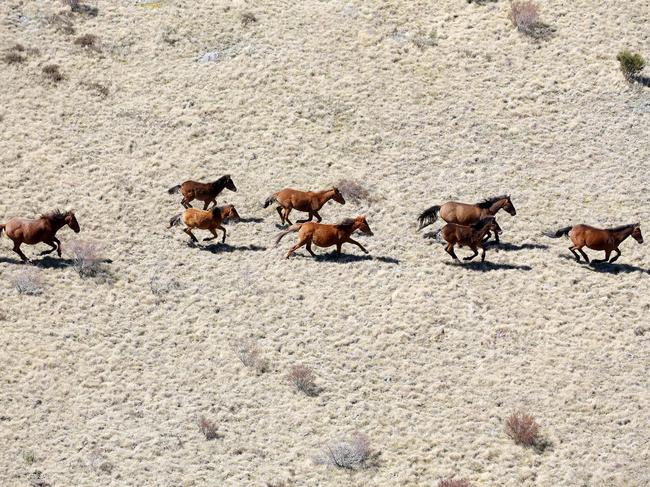 Wild brumbies roaming the Kosciuszko National Park. Picture: Stephen Cooper
