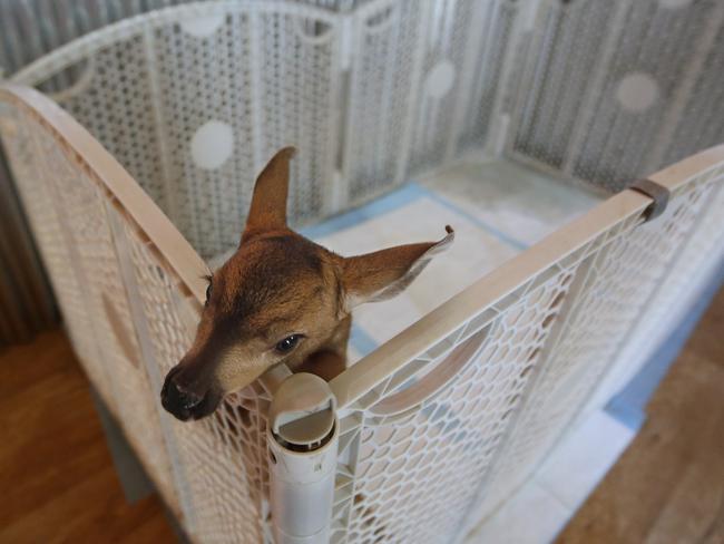 Play pen ... a young fawn climbs up a pen as it waits to be fed at the Kindred Spirits Fawn Rescue in Loomis, California. Picture: AP Photo/Rich Pedroncelli