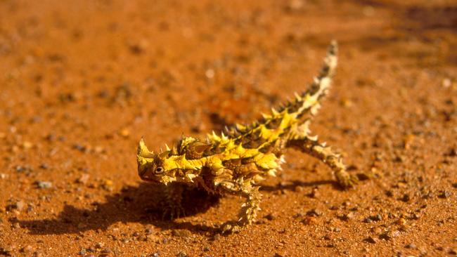 Ngiyari Thorny Devil (Moloch horridus), Uluru-Kata Tjuta National Park. Photo: Michael Nelson, Parks Australia